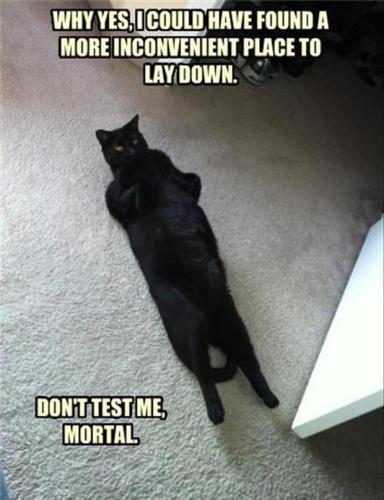 funny-pictures-of-cat-laying-down