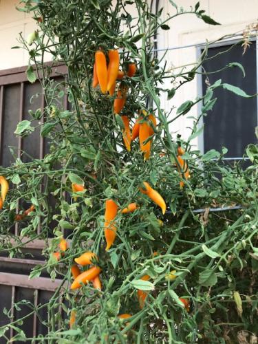 B35423A3-C3D7-4758-A279-1A7705DC18B4