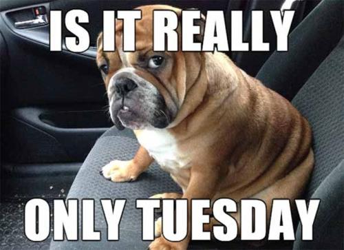 tuesday-meme-58-667176354cd52__700