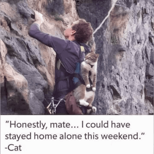 honestly-mate-could-have-stayed-home-alone-this-weekend-cat