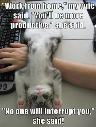 wfh-pets-inturruption