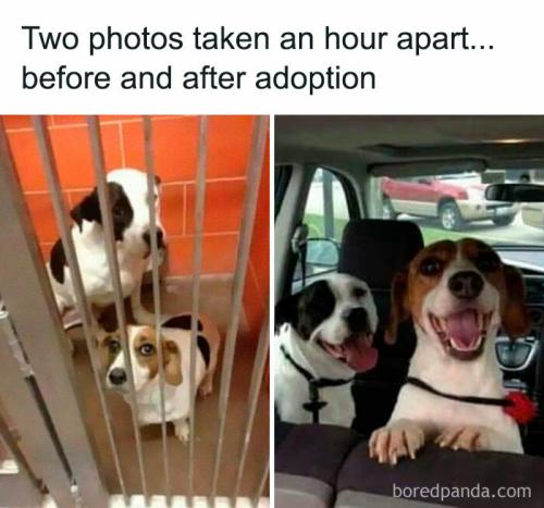 funny-dog-memes-pics-6-6464c4d7c2dd6__700