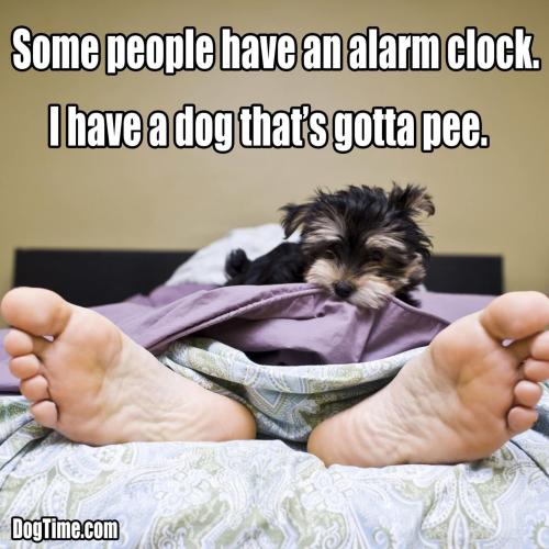 dog-memes-13