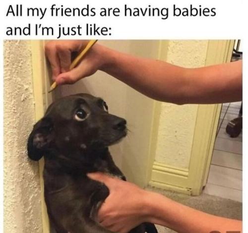 66b9ac7c303bf_funny-animal-feed-memes