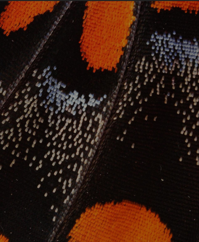 Screenshot_2024-08-08-23-33-33_kindlephoto-123030704