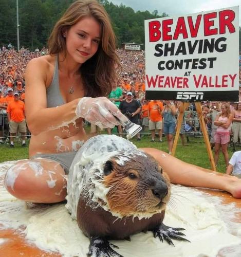 beaver shaving contest