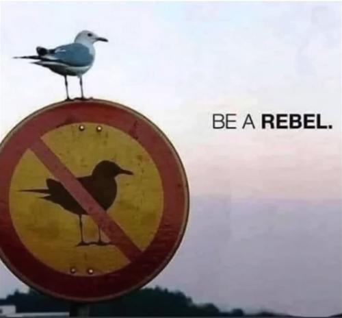 rebel