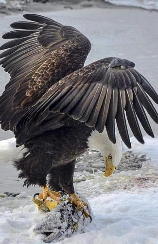 06:03:36 GMT-0500 (CDT)