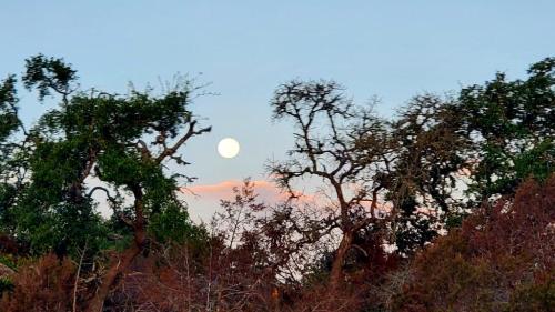 Full moon thru the trees