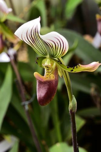 flower-4031204_1280