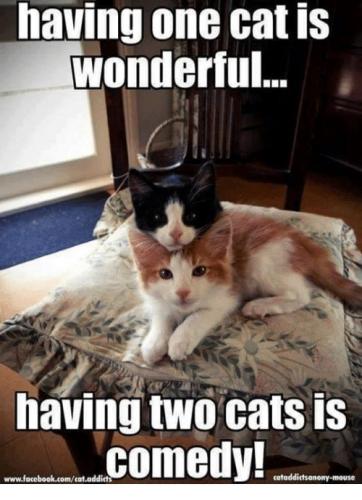 cat funnies 49