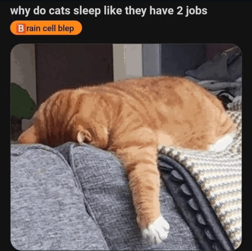 why-do-cats-sleep-like-they-have-2-jobs-brain-cell-blep