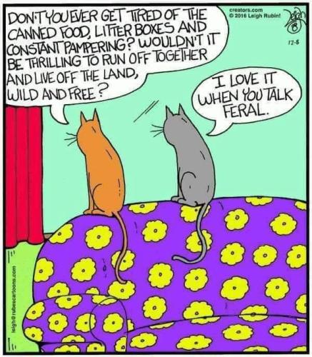 cat funnies 66