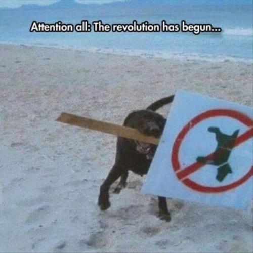 funny-dog-memes-8-12-24-22