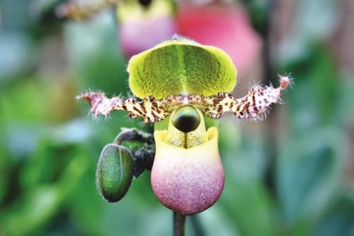orchids-4288417_1280