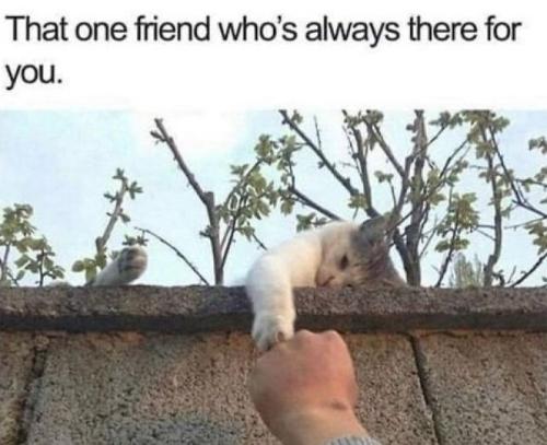 66b9a6f96a5b9_funny-animal-feed-memes
