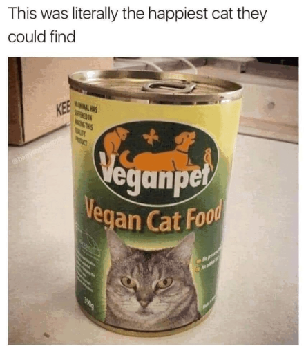 this-literally-happiest-cat-they-could-find-banysbaterbus-kee-moduct-veganpet-vegan-cat-food-3909