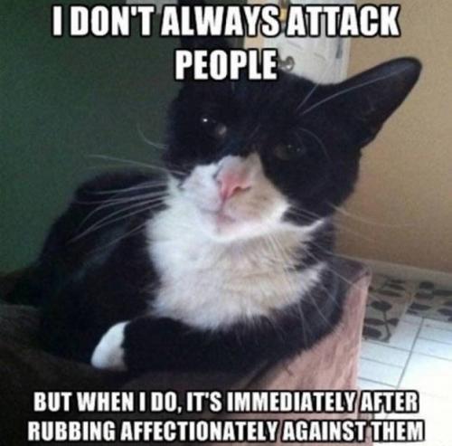 cat funnies 47