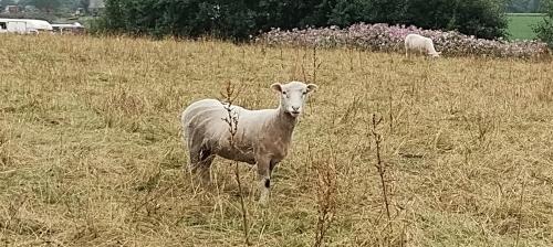 IMG_20240807_123034536