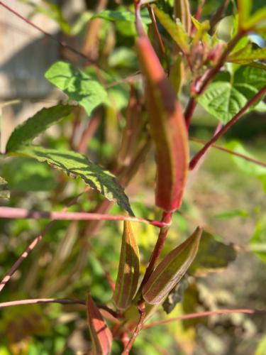 1BAB9DA1-7B22-4FD8-9473-797C563F3B2E