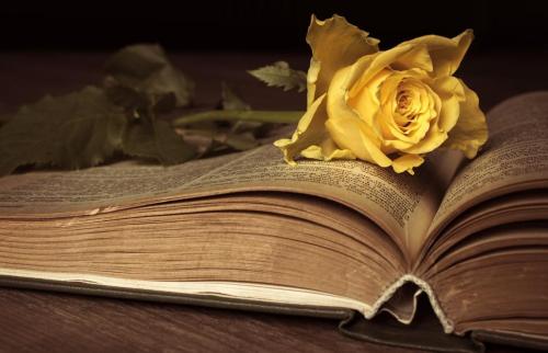 rose-4925102_1280