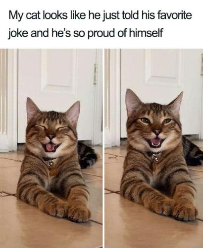 my-cat-looks-like-he-just-told-his-favorite-joke-and-hes-so-proud-himself