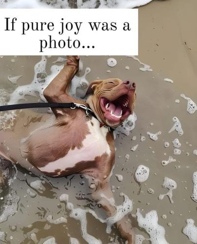 454442335_453160854358043_7719410340521543865_n