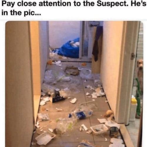 funny-dog-memes-8-12-24-5