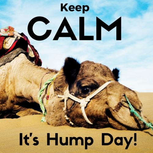 1-Hump Day