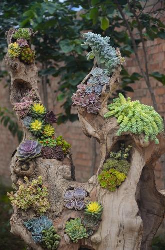 plant-960313_1280