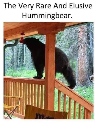 elusive hummingbear