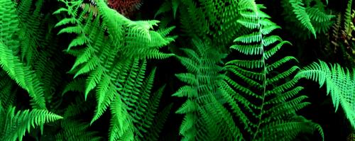 FERN-2
