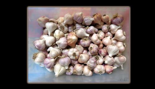 GARLIC BULBS