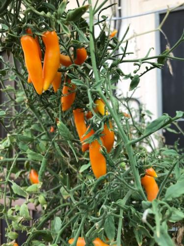 EC1429A4-3B98-4F28-8CFB-0E4017E503B4