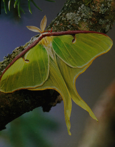 Screenshot_2024-08-08-23-36-31_kindlephoto-123141881