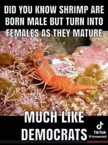 democrat shrimp