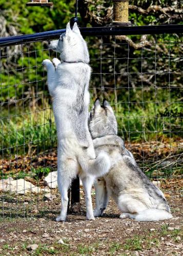 If I could just climb this fence......