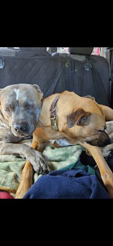 Screenshot_20240825_193202_Gallery