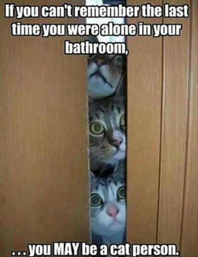 cat funnies 53
