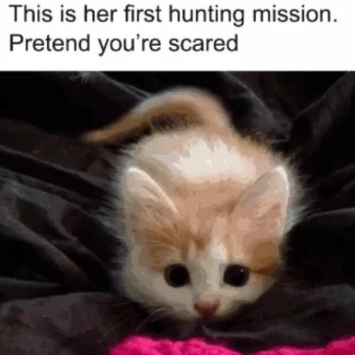 Cat-Memes-1-52777