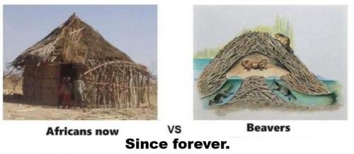 Africans vs beavers