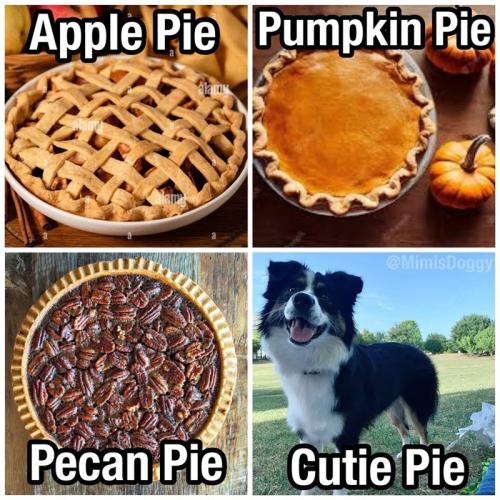 apple-pie-pumpkin-pie-alamy-mimisdoggy-pecan-pie-cutie-pie