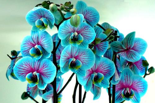 orchids-6055178_1280