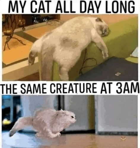 my-cat-all-day-long-same-creature-at-3am