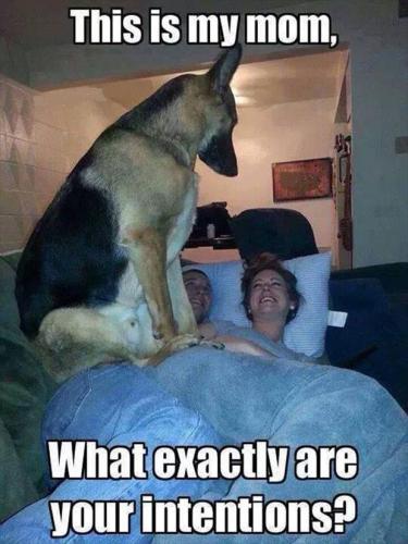 big-dog-in-bed