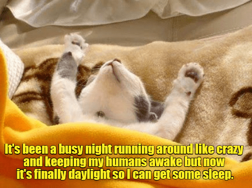 around-like-crazy-and-keeping-my-humans-awake-but-now-its-finally-daylight-so-i-canget-some-sleep