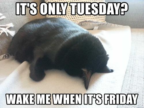 tuesday-meme-idlememe-7