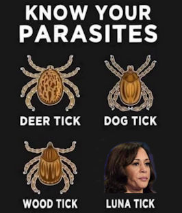 kamala harris372