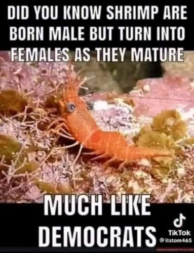 male shrimp turn fem just like dem males