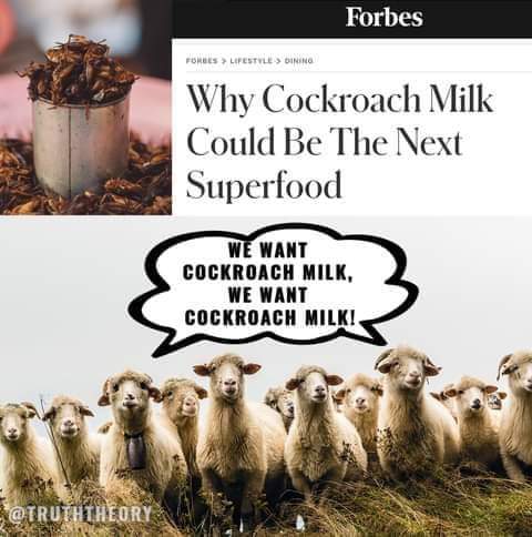 cockroach milk